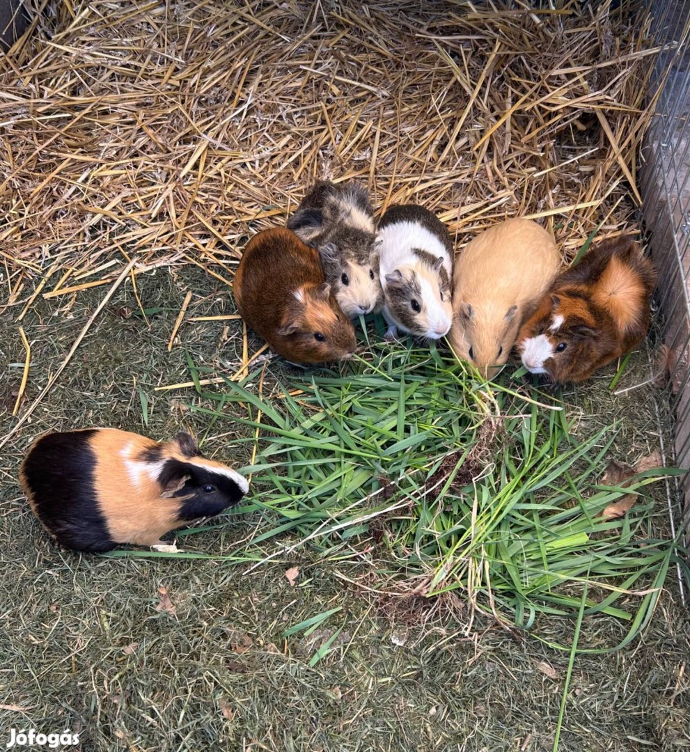 Tengerimalac