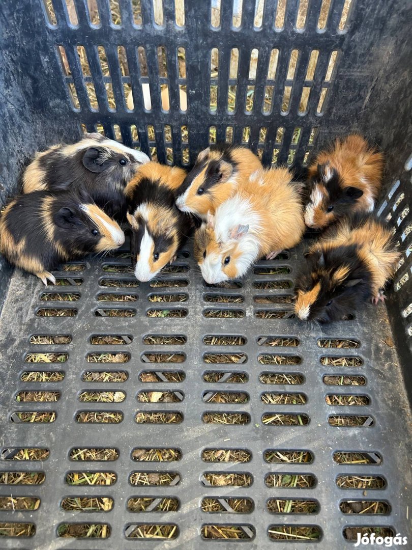 Tengerimalac