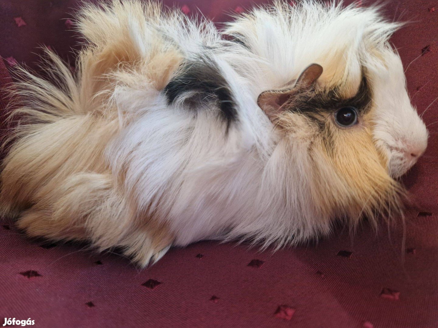 Tengerimalac kölykök