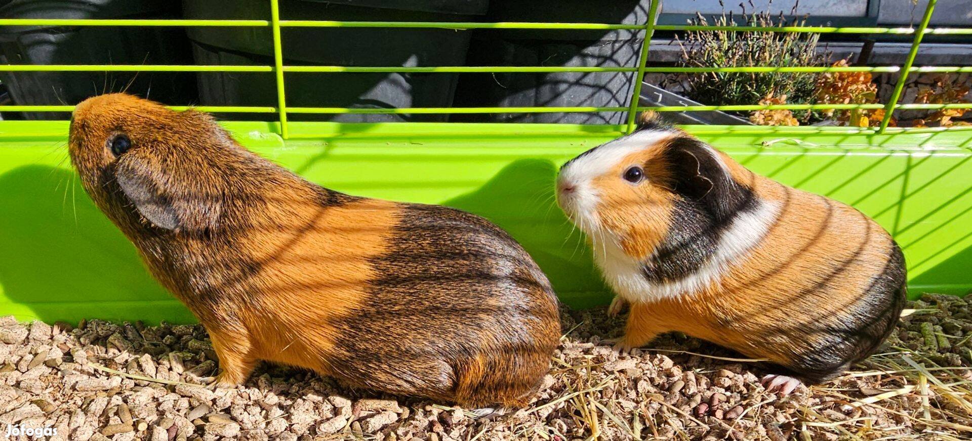 Tengerimalac lány testvérek minden tartozékkal