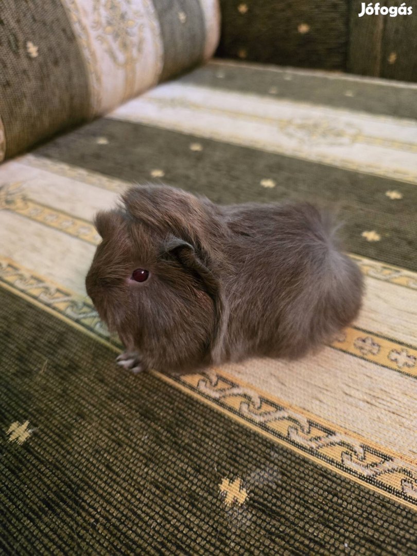 Tengerimalac tenyésztőtől eladó 