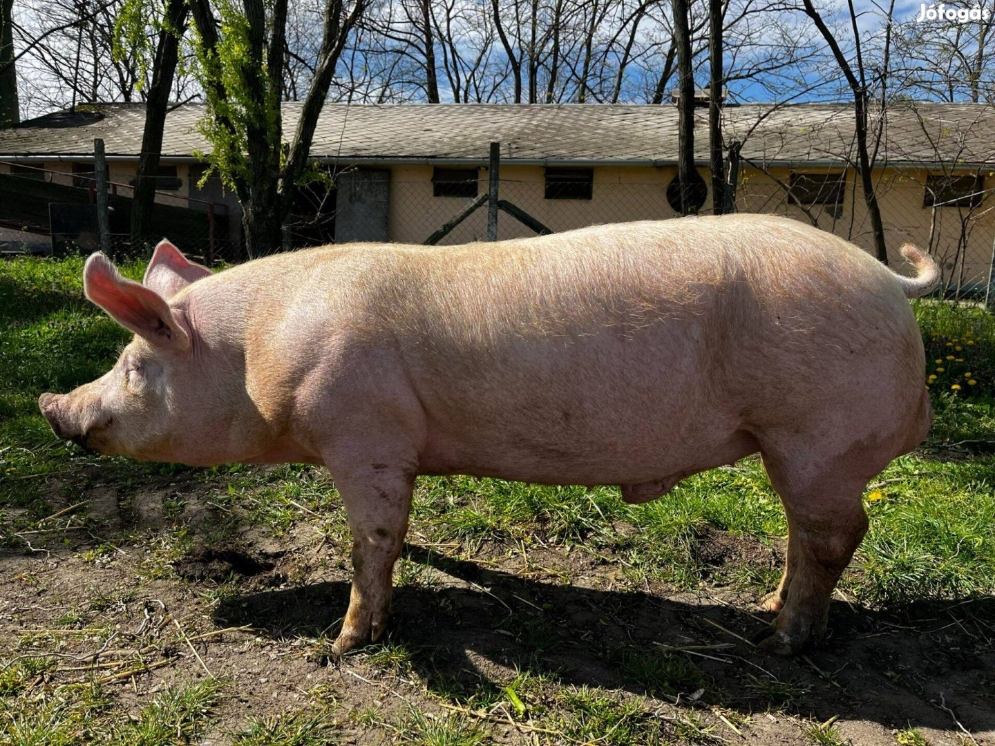 Tenyészkanok eladók Mélykútról! (Bács-Kiskun vármegye). 120kg