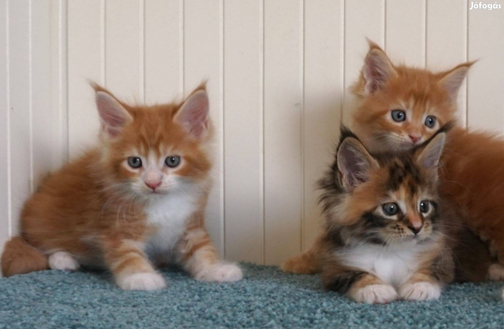 Tenyésztőtől 12 hetes Maine Coon kiscicá eladók