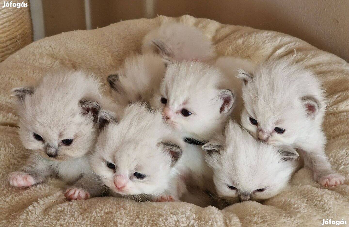 Tenyésztőtől Ragdoll blue kicsik