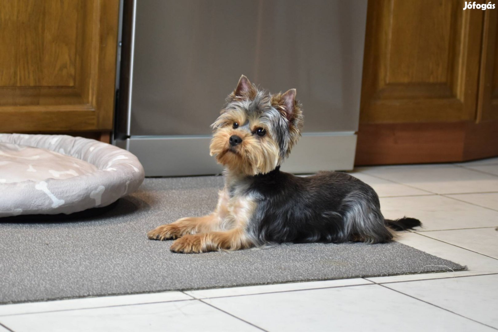 Tenyésztőtől Yorkshire terrier Yorki fiú gazdiját keresi