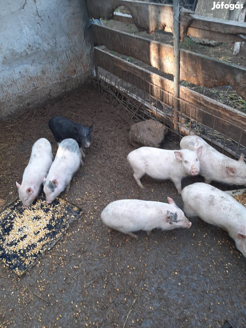 Tepsi méretű vietnámi kismalacok eladók