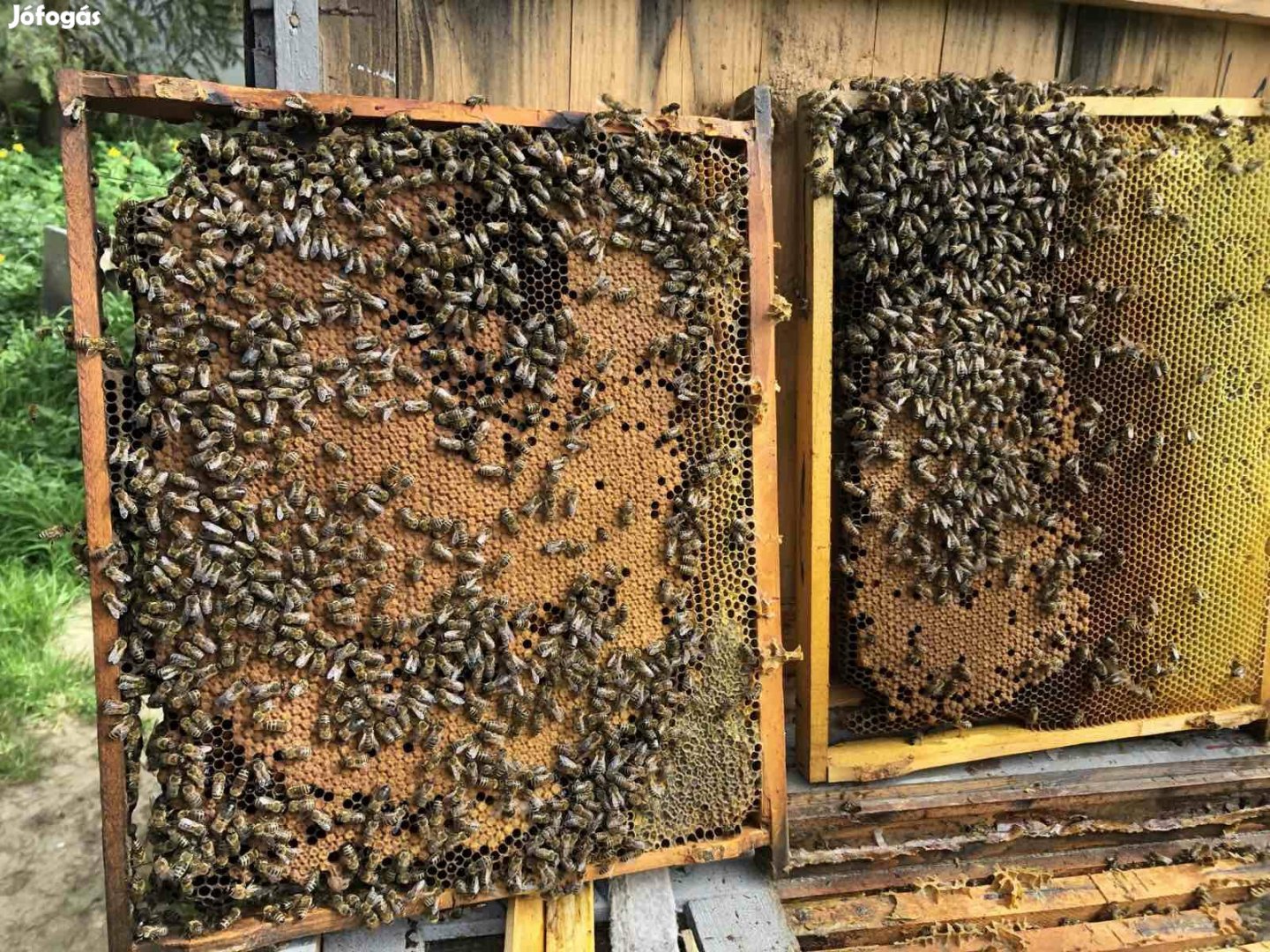 Termelő méhcsaládok eladók
