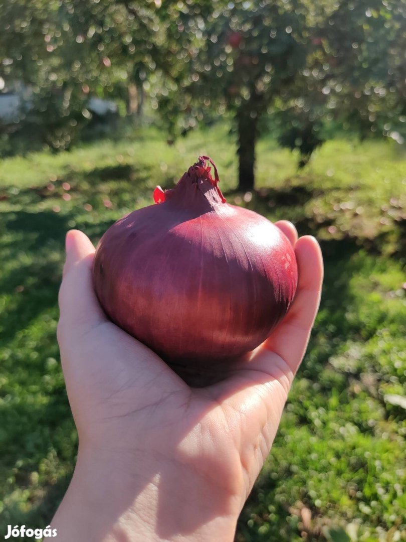 Termelői lilahagyma Gibárton 