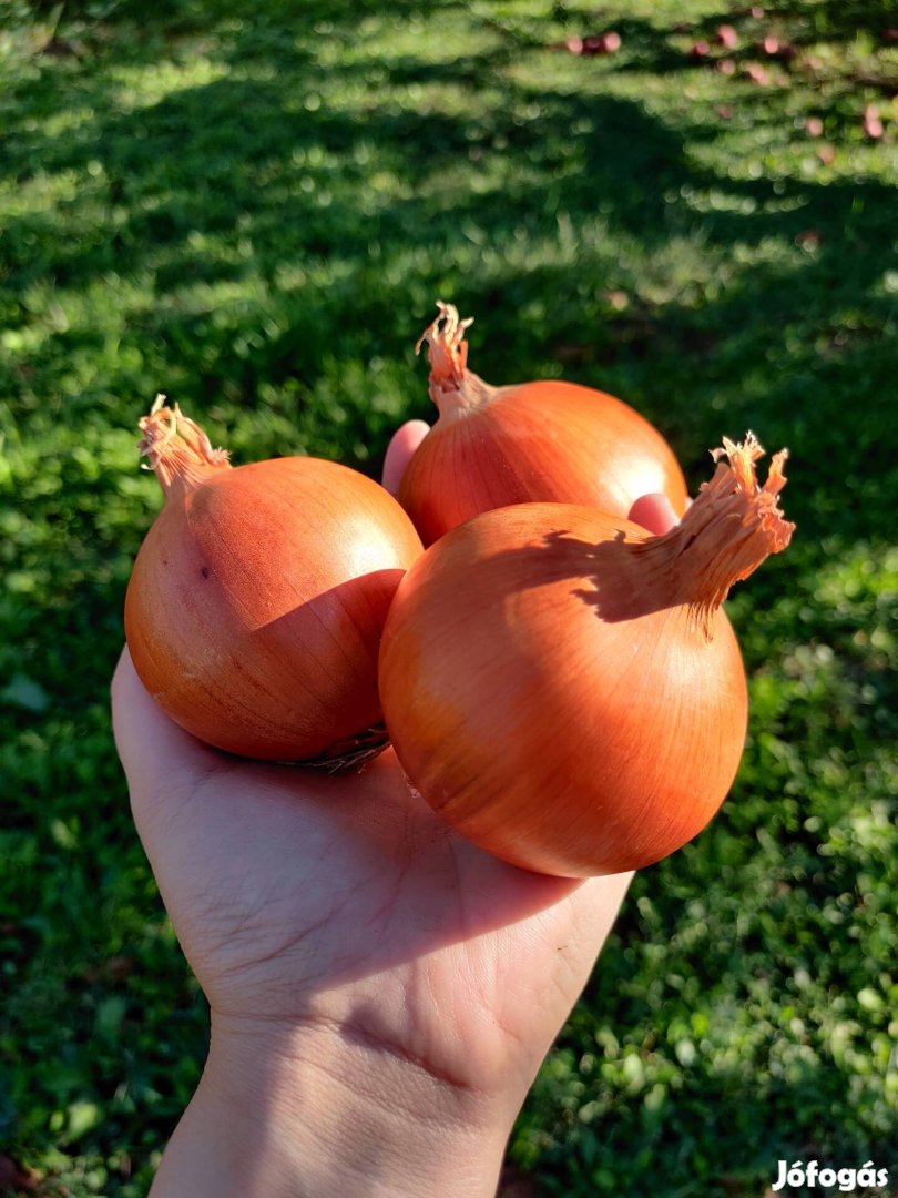 Termelői vöröshagyma Gibárton 