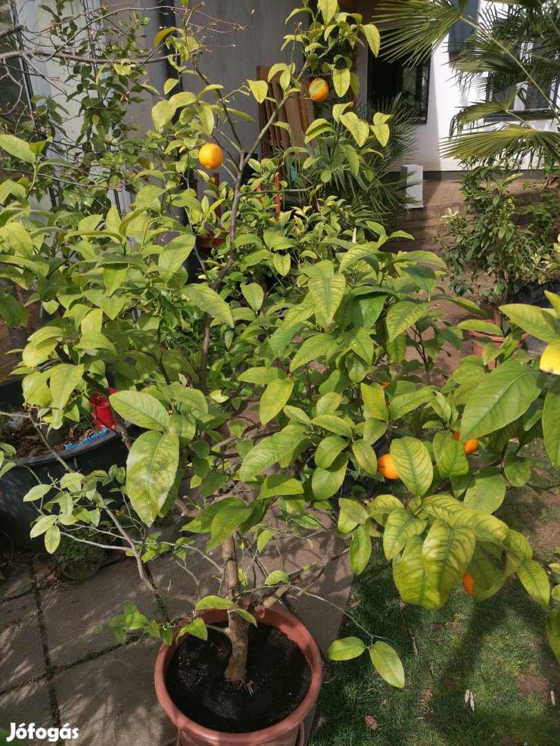 Termő citromfa kb. 2méter magas citrom citrus
