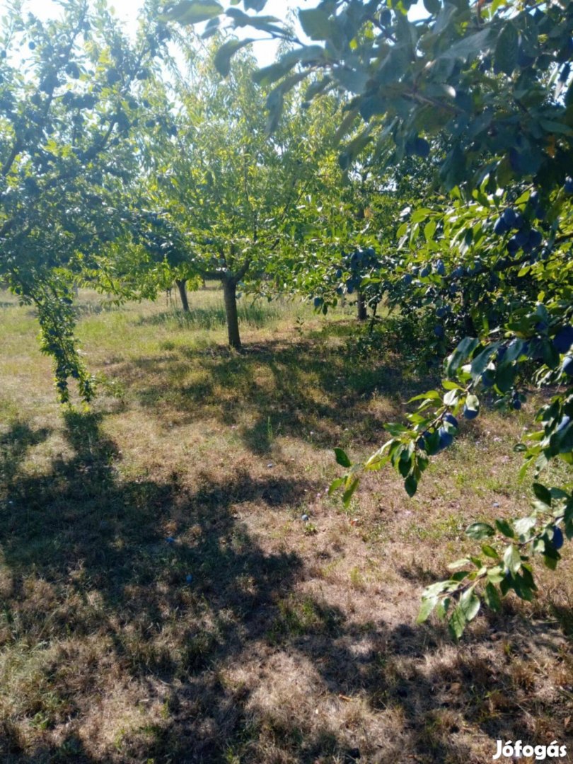 Termő gyümölcsös eladó Gyomaendrőd Torzsás zugban