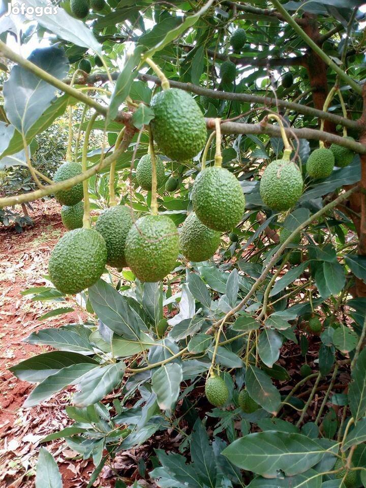 Termő korú avokádó oltvány 200 cm eladó