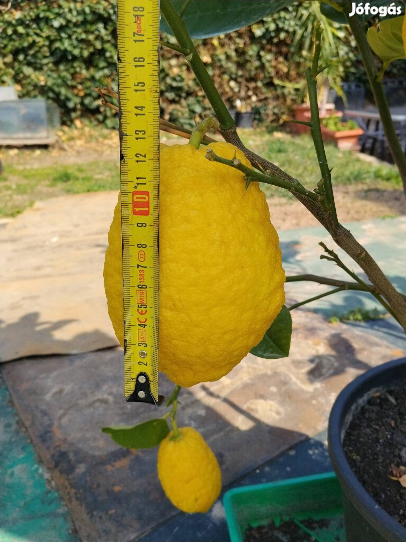 Termő óriás citromfa