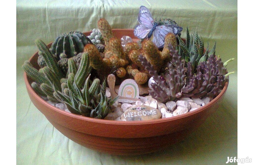 Terrakotta kaktusztál