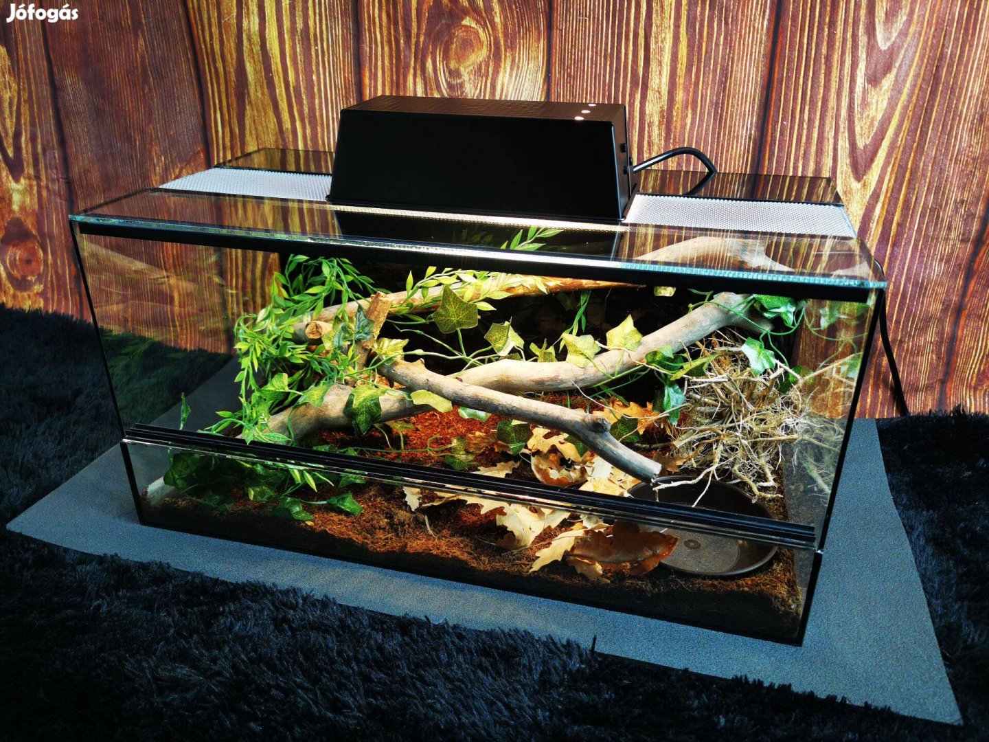 Terrárium szett eladó 60x30x30 - akár lakóval együtt -