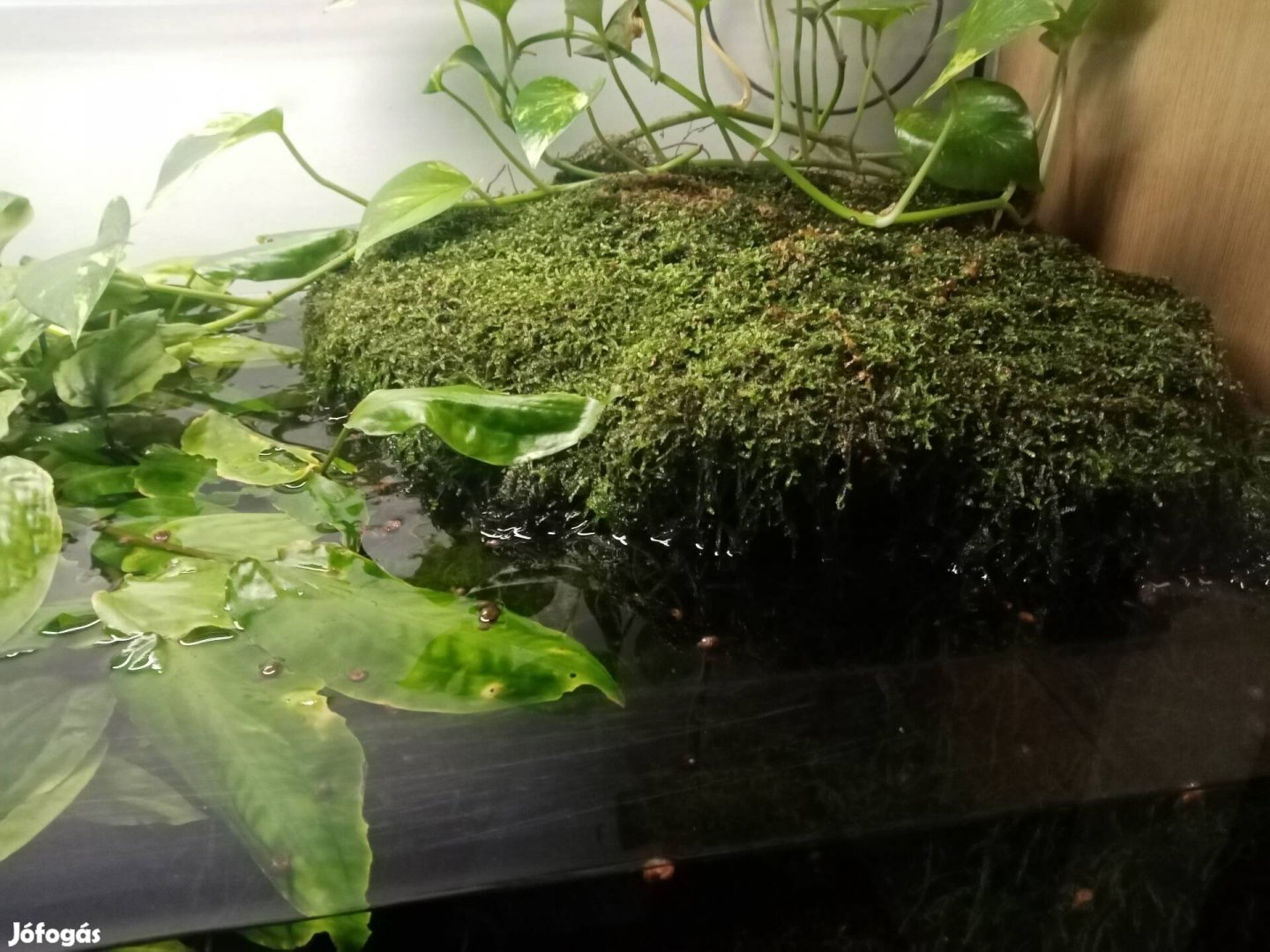 Terrárium teknősnek 240 literes 8 mm üveg 