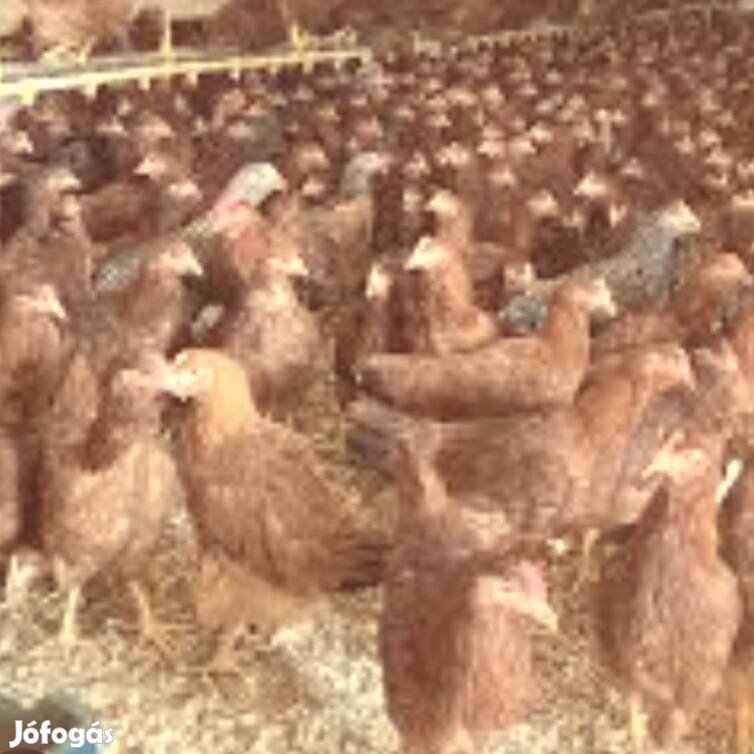 Tetra sl tojó jérce