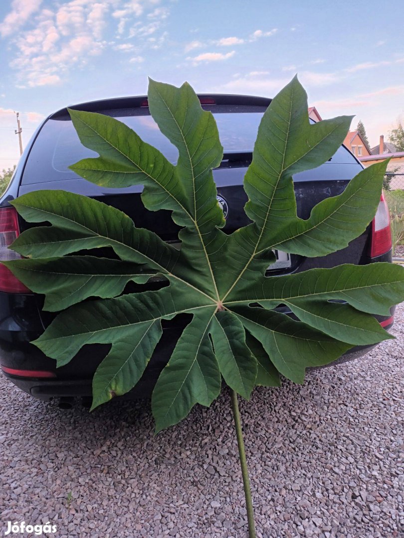 Tetrapanax papyrifera eladó