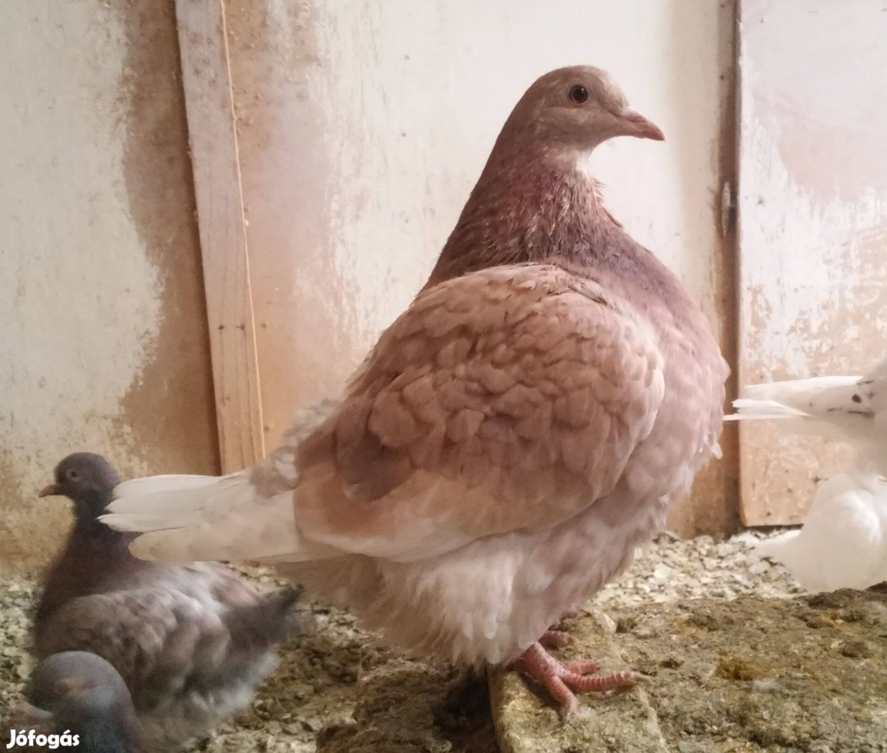 Texán galamb , galambok