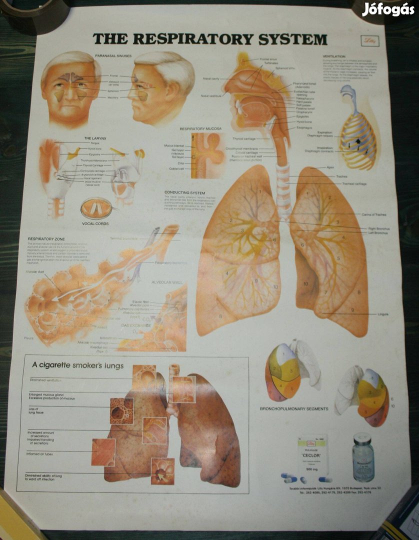 The Respiratory System - A Légzőrendszer plakát 70 x 50 cm