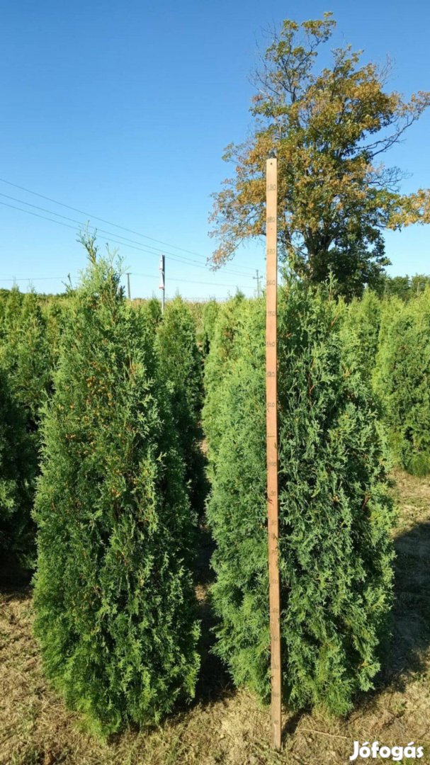 Thuja Columna