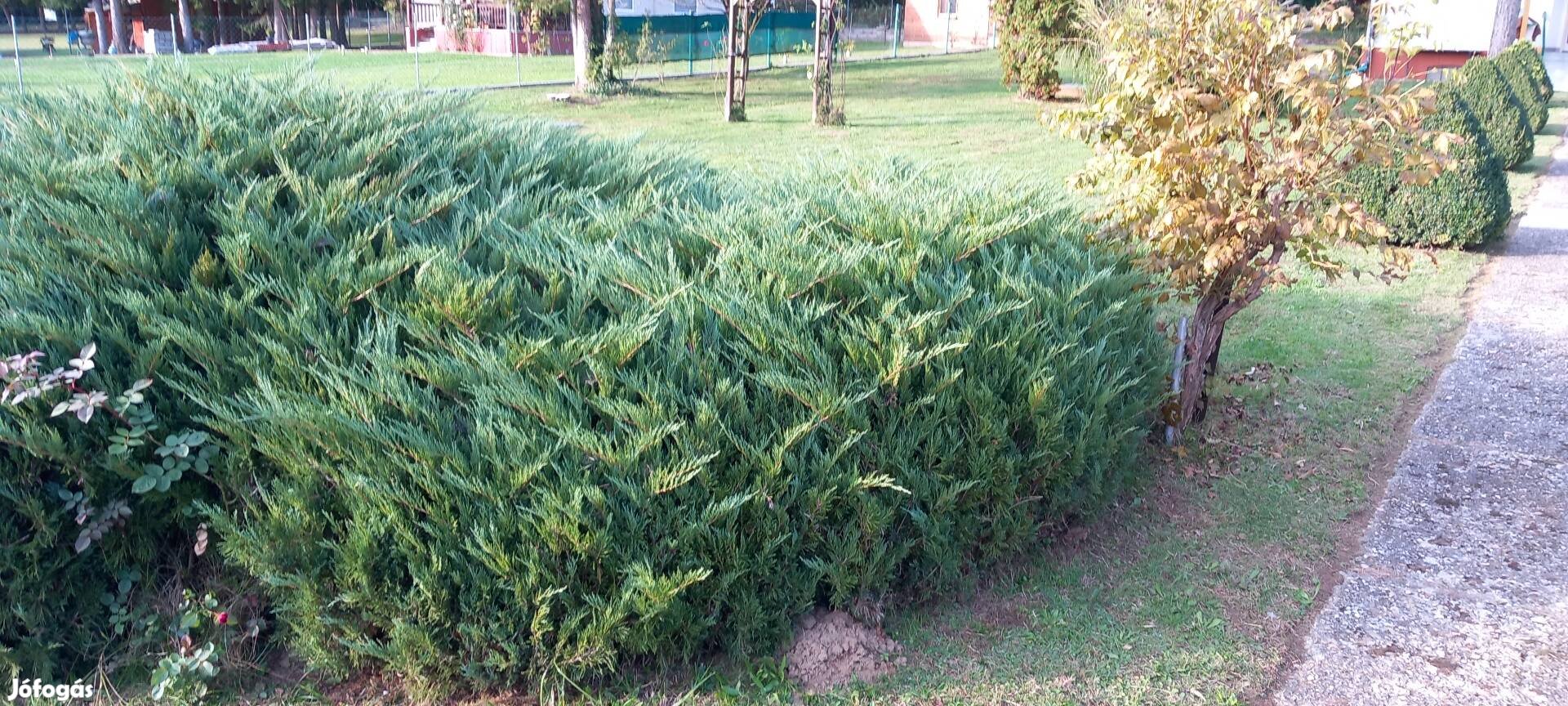 Thuja ágak ingyen elvihetö koszorúnak !