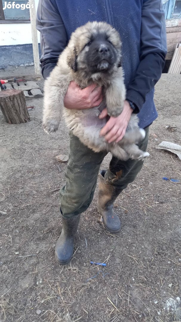 Tibeti Mastiff jellegű kiskutyák