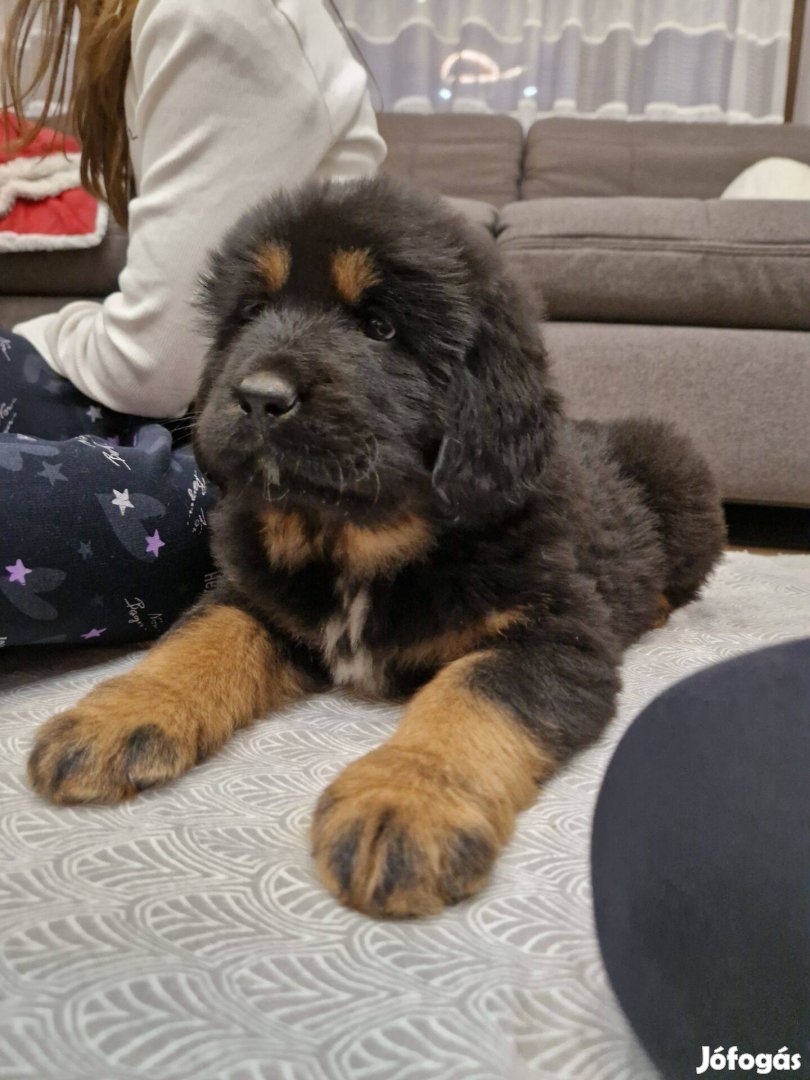 Tibeti Masztiff kiskutya eladó