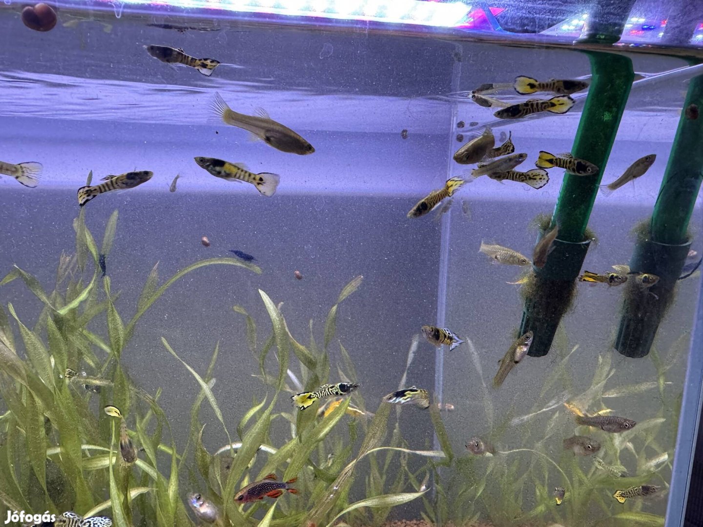 Tigris endler guppik