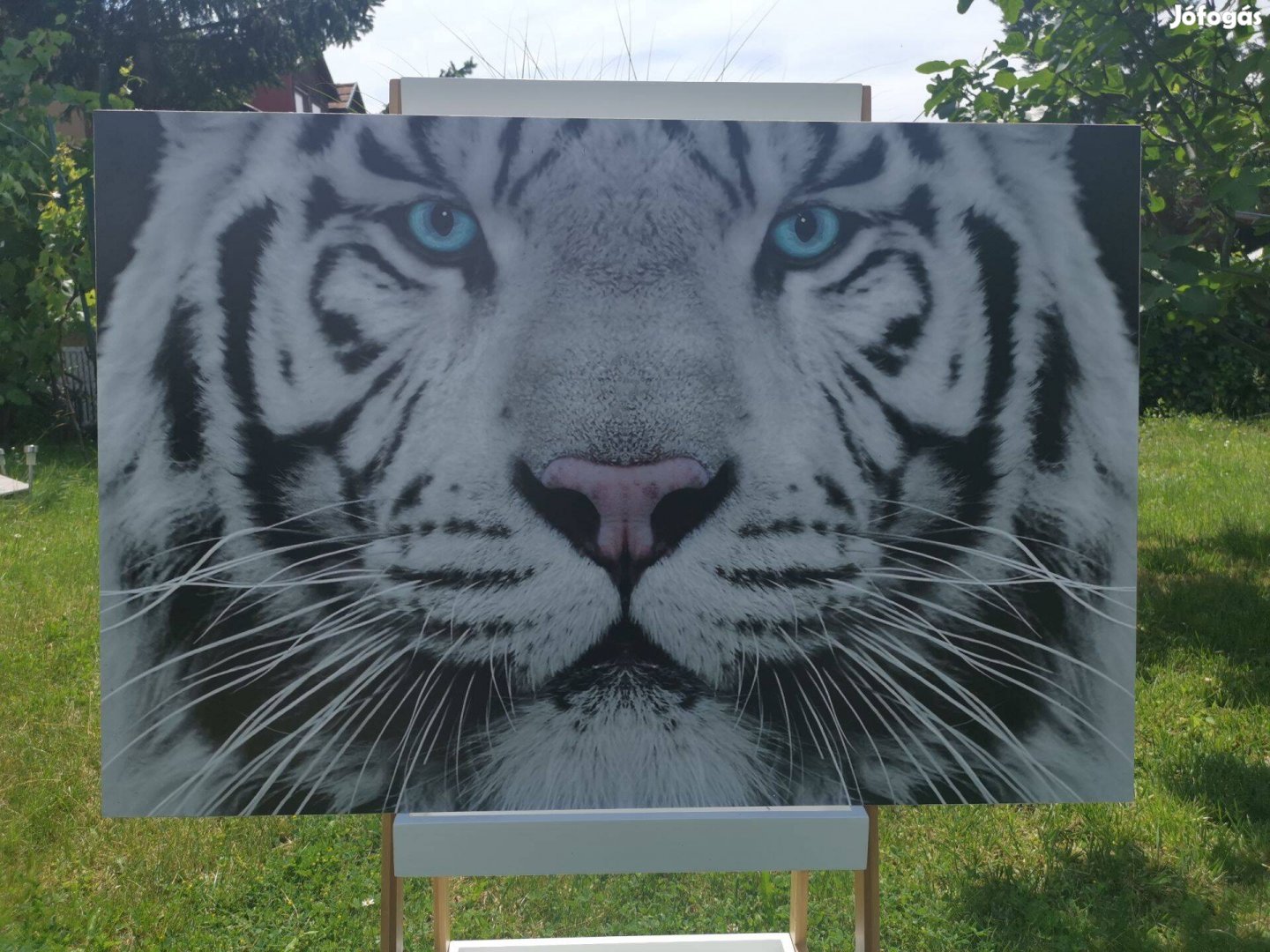 Tigris kép (habkarton) poszter, plakát