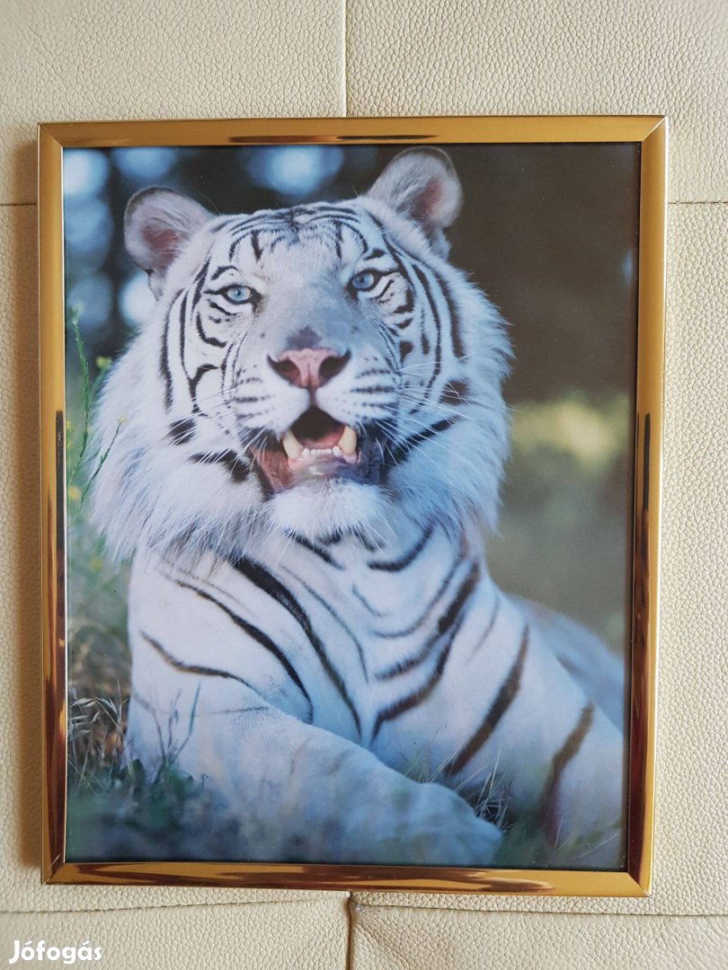 Tigris kép kerettel falikép fali dekoráció dísz