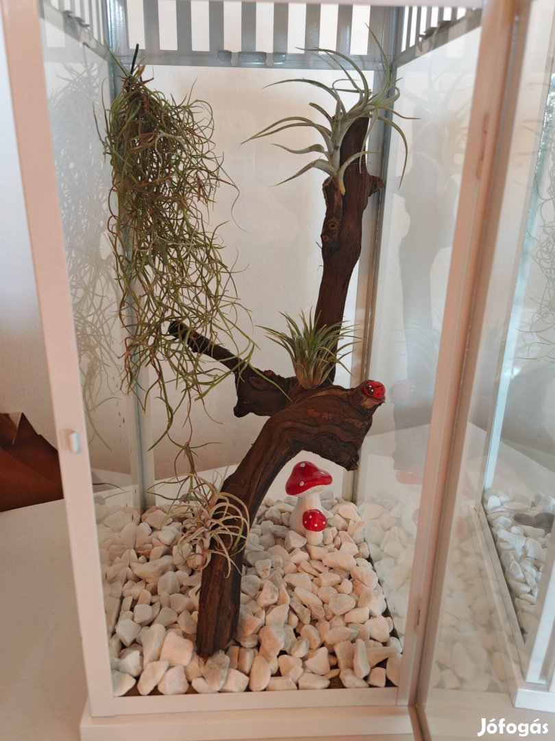 Tillandisa válogatás lámpásban