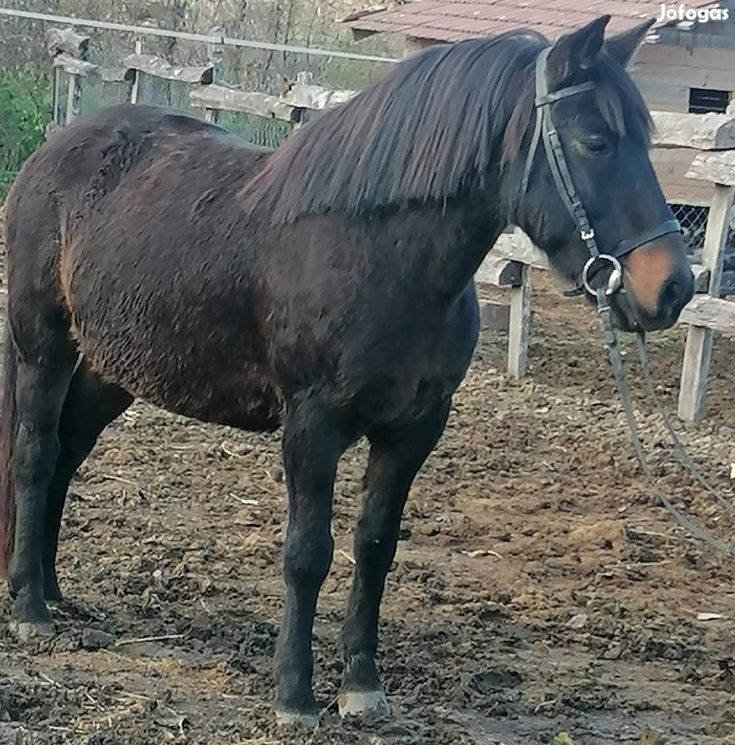 Tisza vérű hucul herélt 