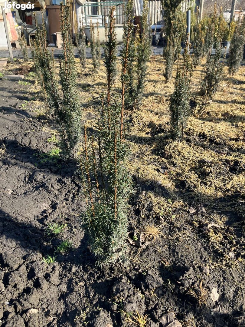 Tiszafák: Fastigiata Robusta, Hillii , Hicksii