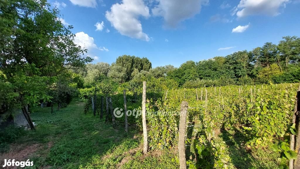 Tiszakécskei 4300 nm-es telek eladó