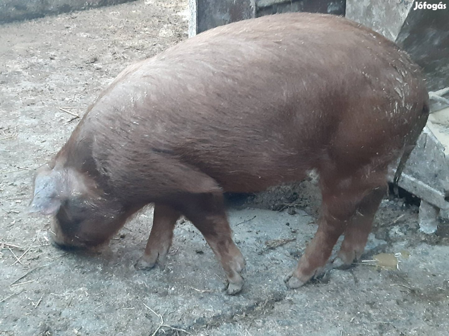 Tiszta duroc artány eladó 45 kg