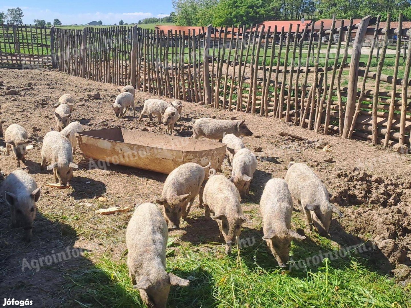 Tiszta vérű, szőke mangalica malacok eladók