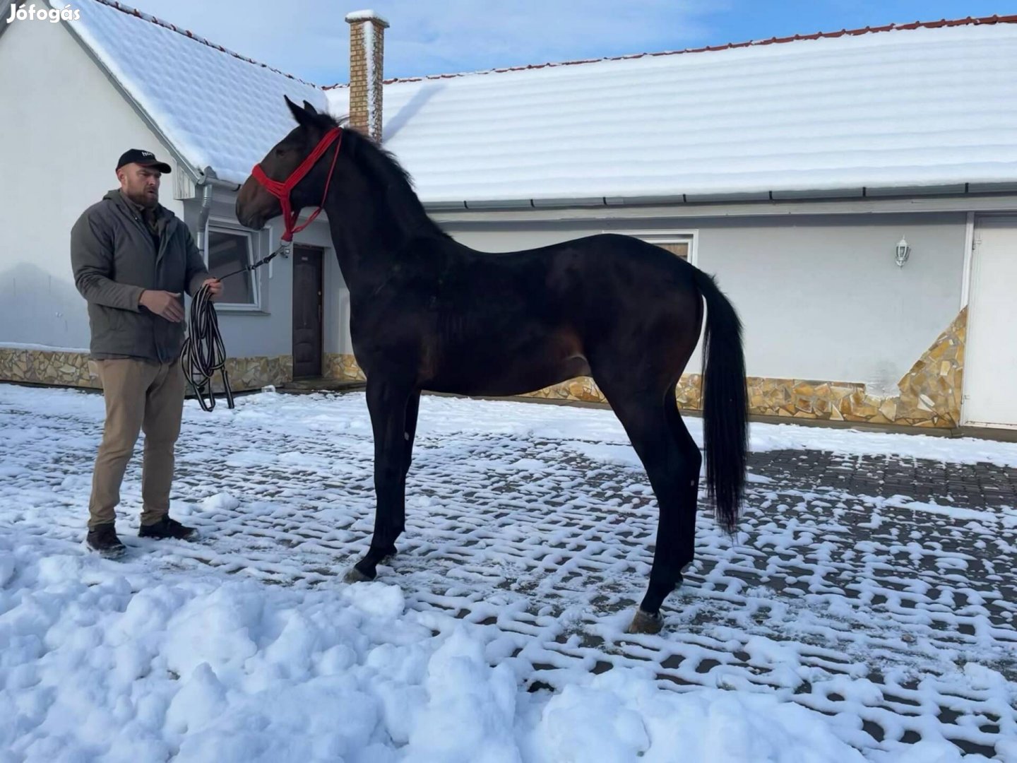 Tisztaverű nonius csődör csikó 