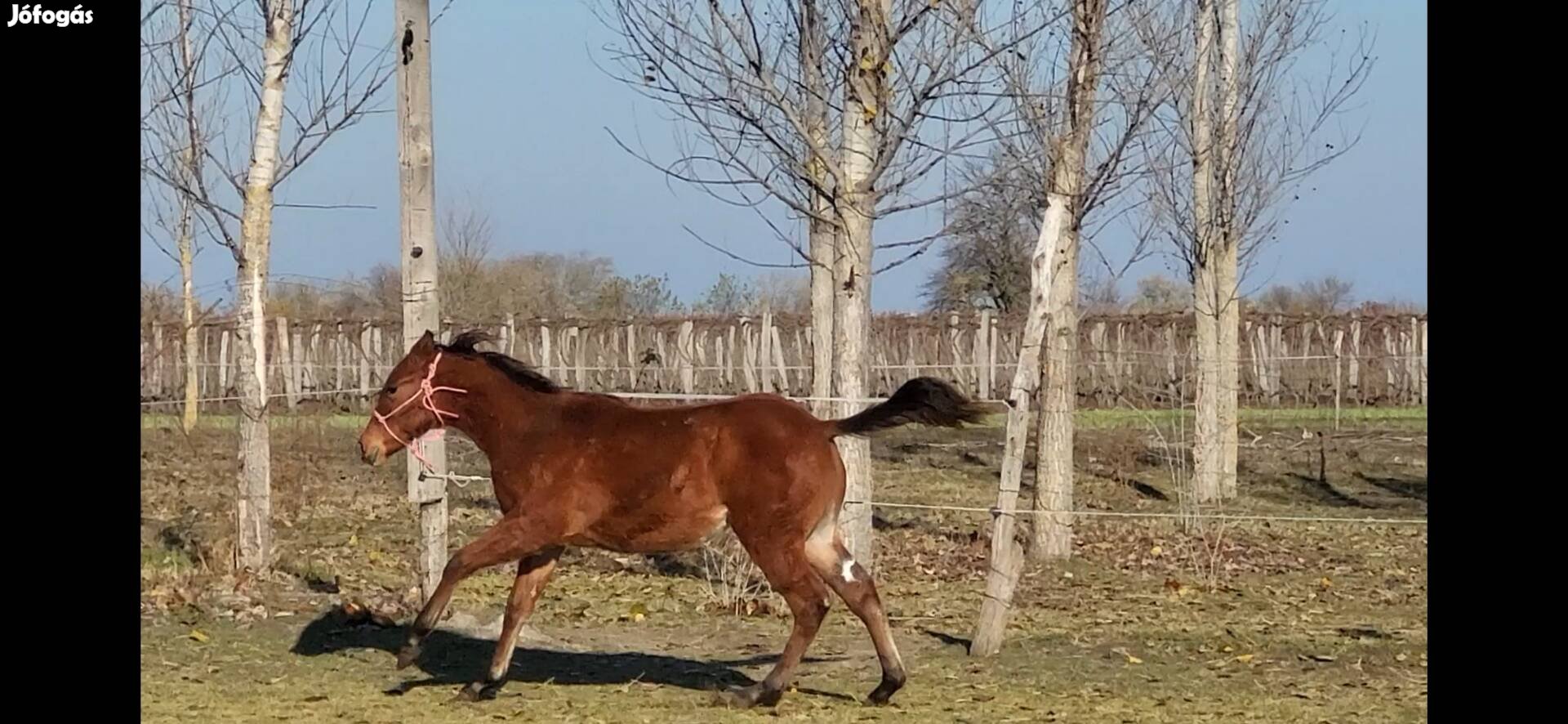 Tisztavérű quarter kanca csikó