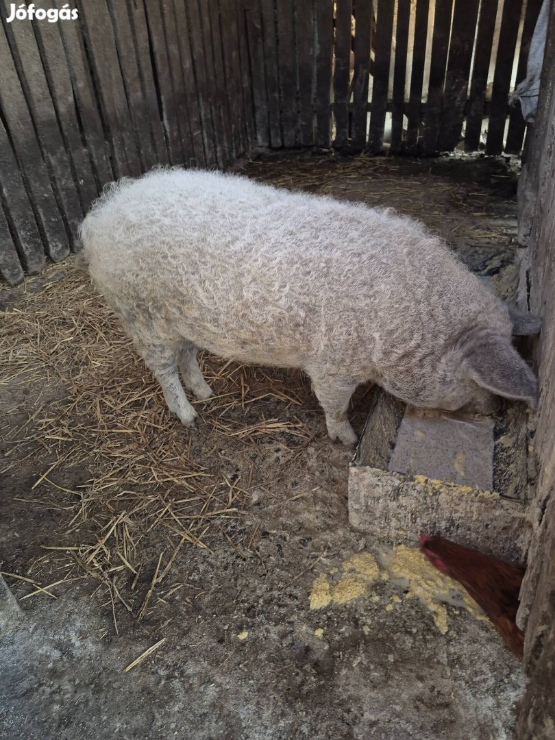 Tisztavérű szőke mangalica eladó