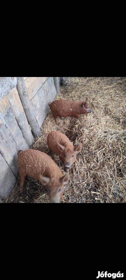 Tisztavérű vörös mangalica