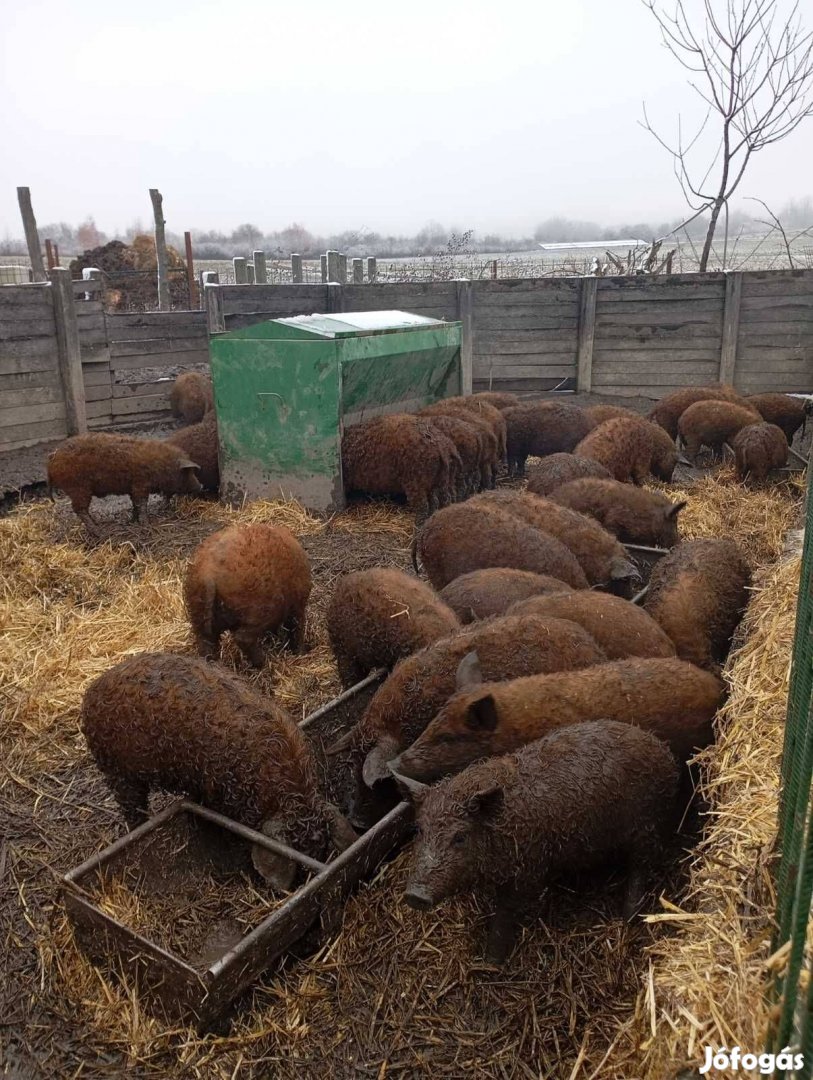 Tisztavérű vörös mangalica süldő malac eladó