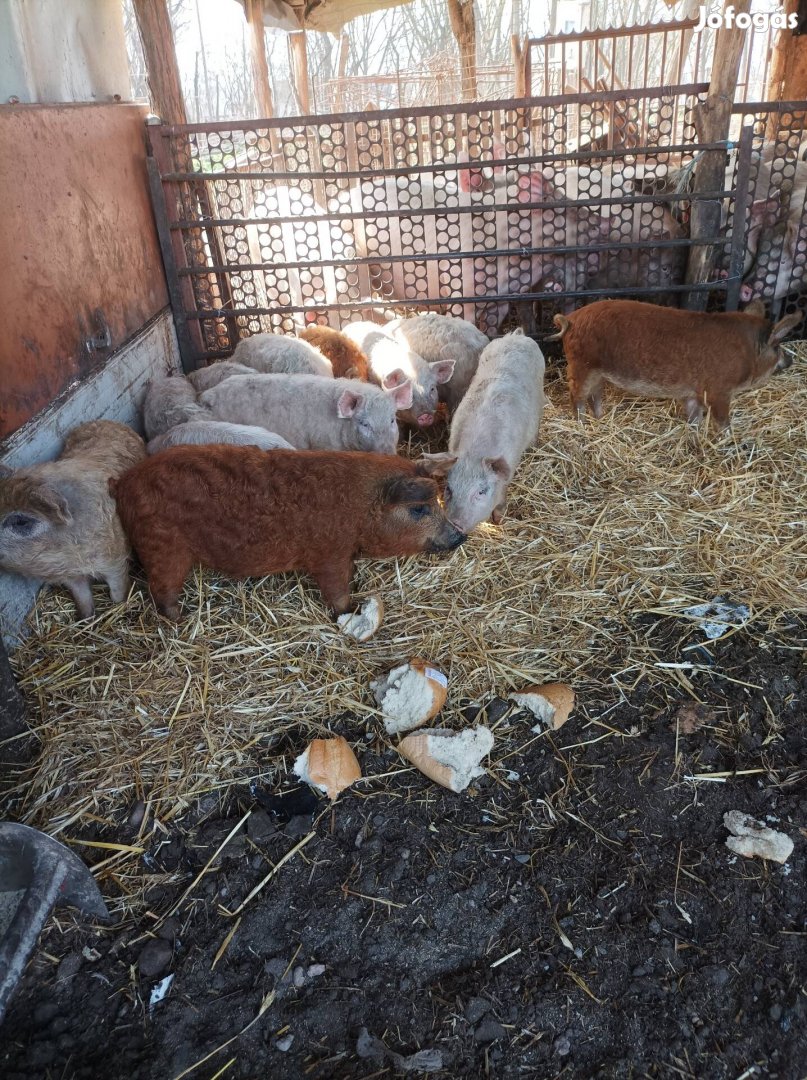 Tizenkettő malac eladó Bugacon!