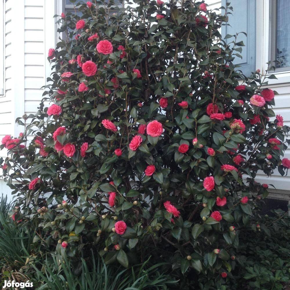 Több féle Kamélia (Camellia) örökzöld japán virágos cserje eladó
