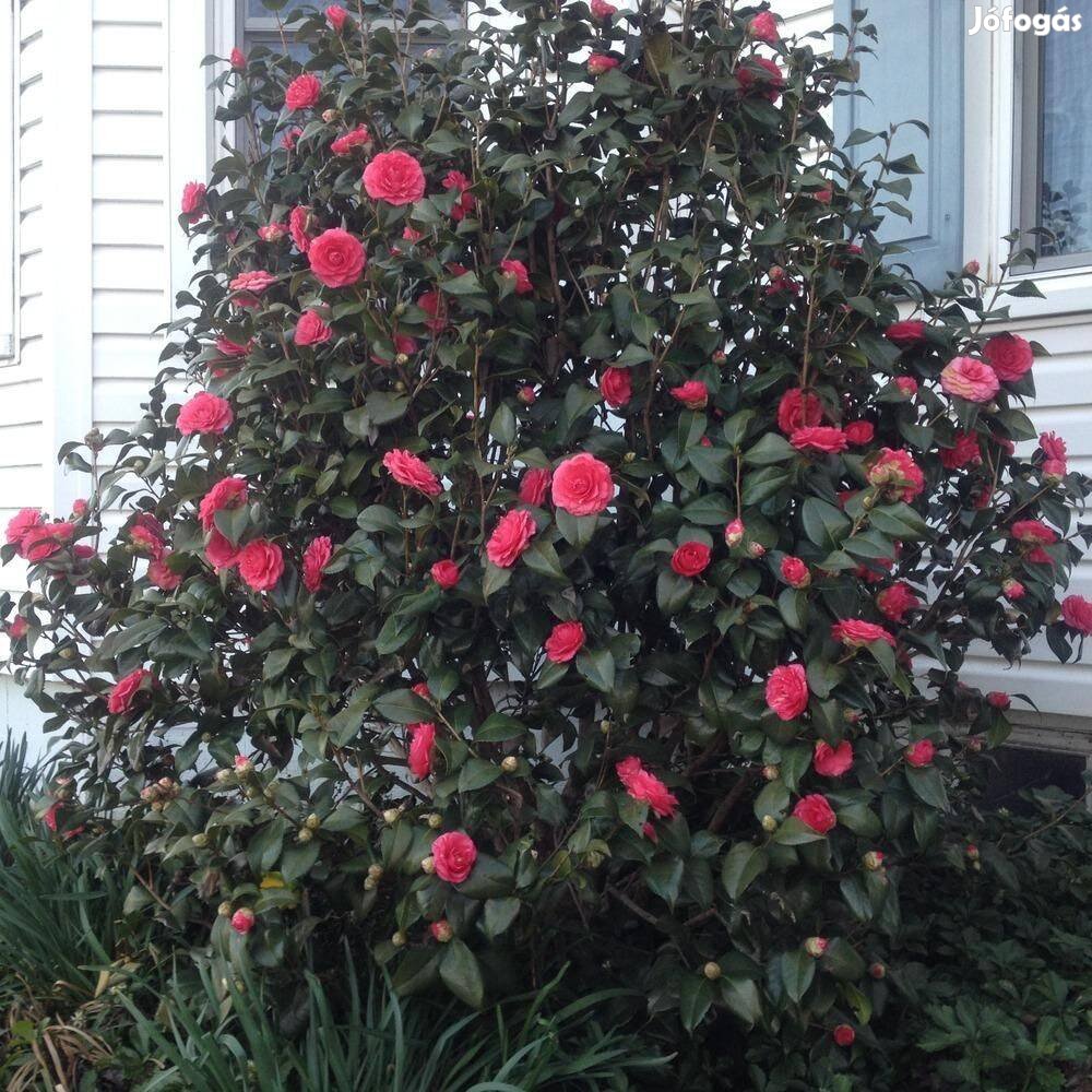 Több féle Kamélia (Camellia) örökzöld japán virágos cserje eladó