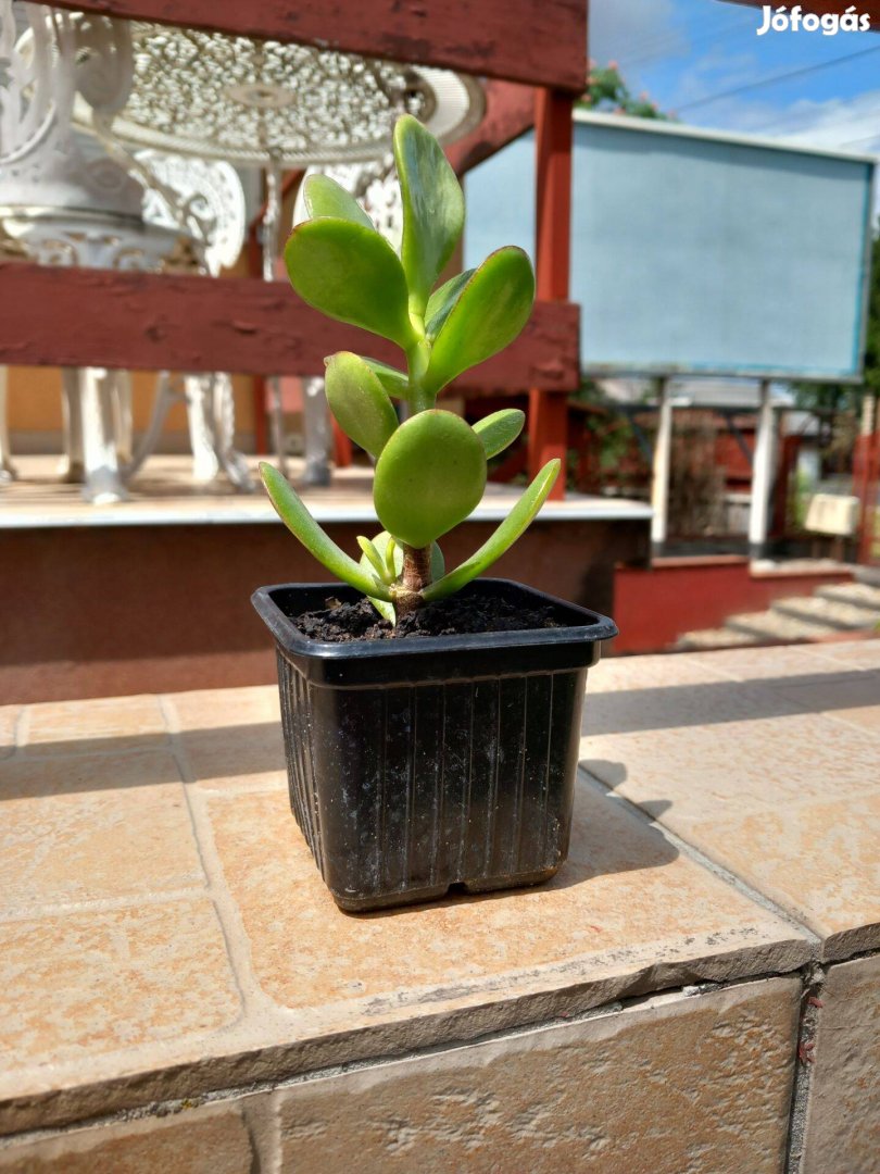 Több méretben pozsga fa 20cm-40cm között évelő szobanövény