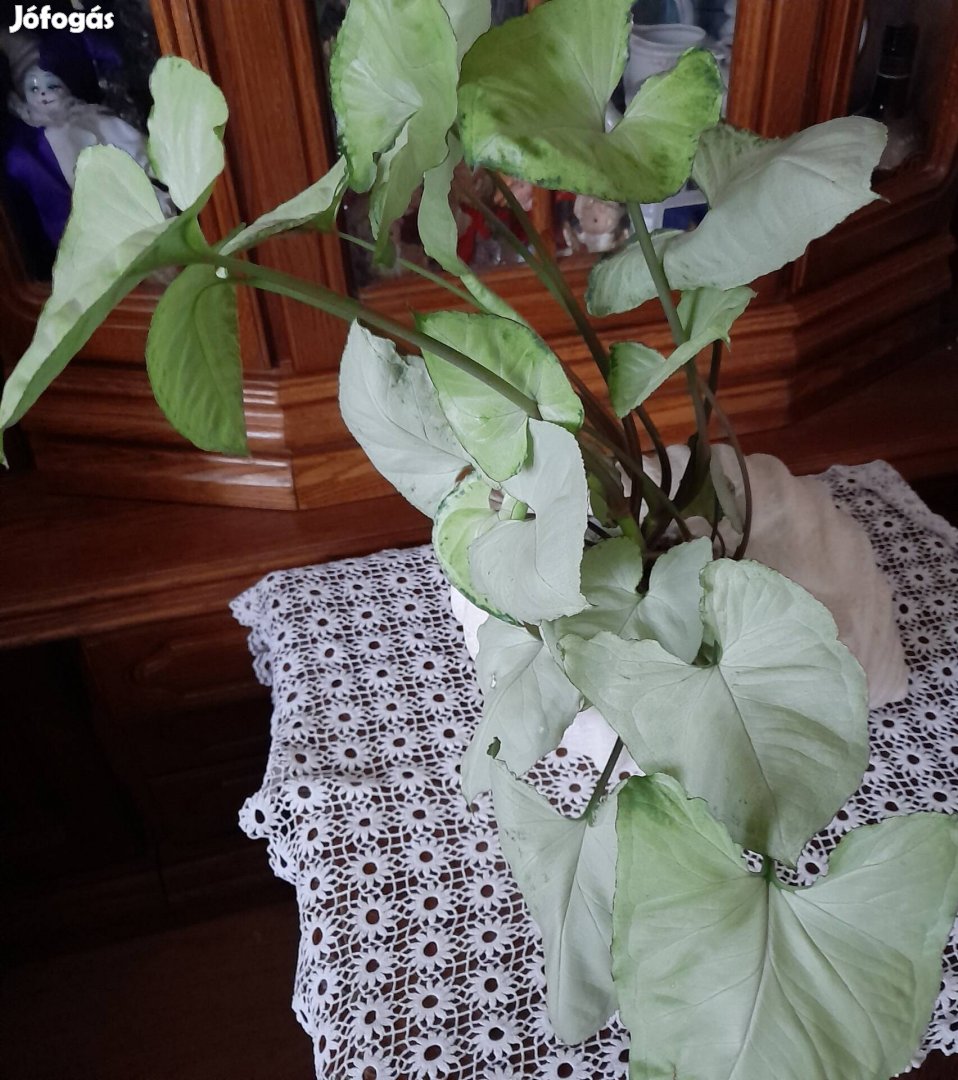 Több töves nyíllevél syngonium 