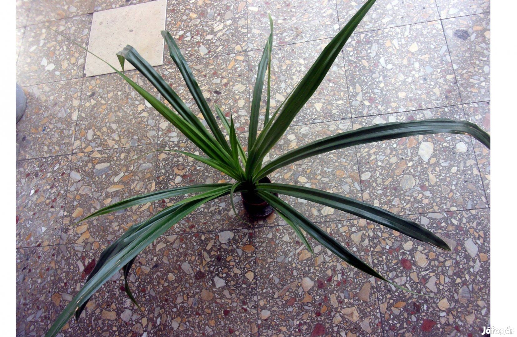 Többféle Pandanus Csavarpálma Csavar pálma Újpest központ közelében