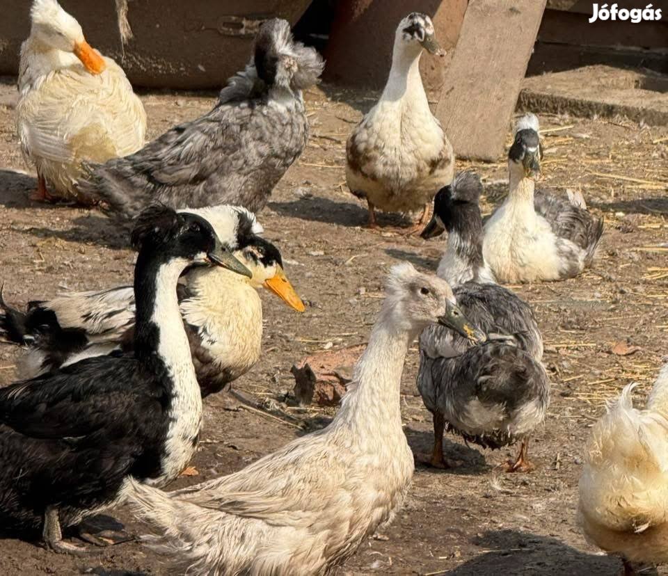 Tojás Bubos kacsa tojás