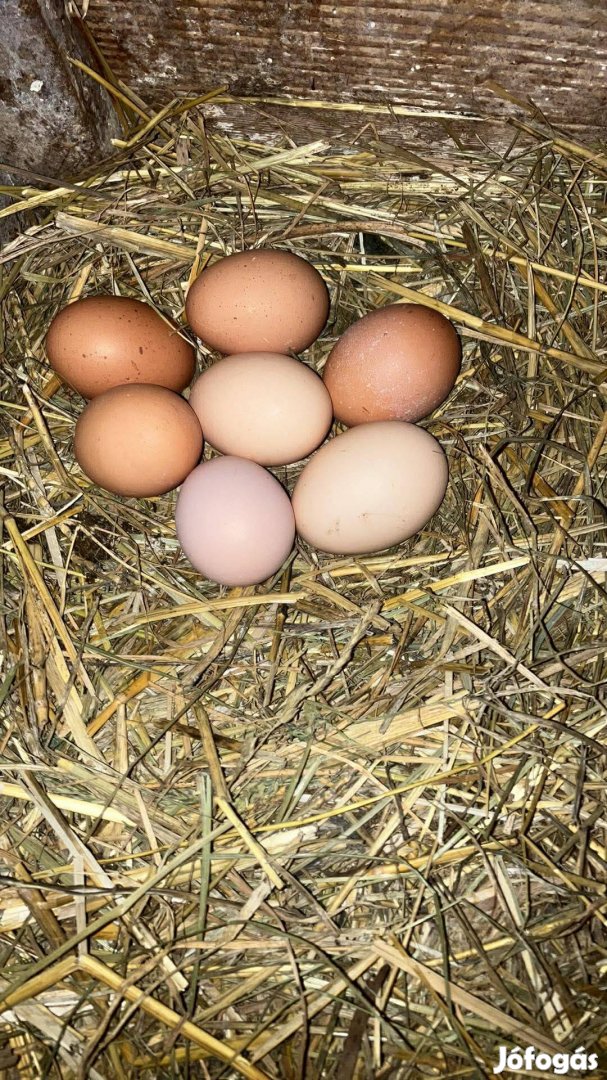 Tojás eladó Győrszentivánon 90 Ft_db